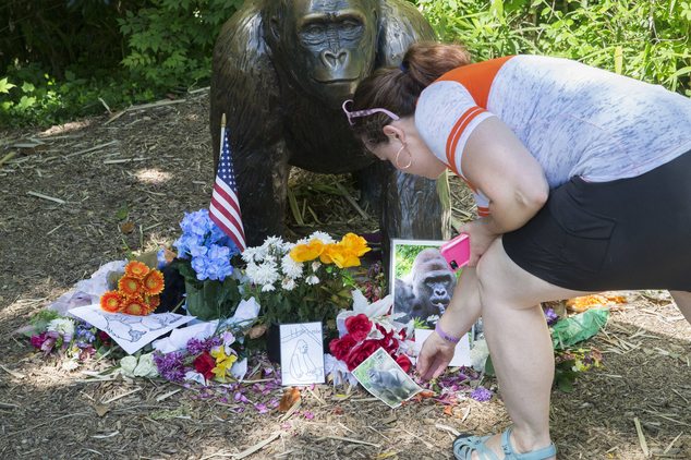 Harambe's 1 year commemoration at Cincinnati Zoo