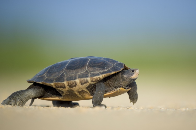 Scientises Control Turtle Using Use Parasitic Robots