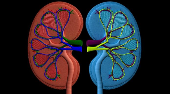 what is stage 3 chronic kidney disease chronic kidney disease stage 5 chronic kidney disease stage 2 ckd stage 4 chronic kidney disease stage 1 how many stages of kidney disease are there chronic kidney disease stages creatinine stage 5 kidney failure life expectancy