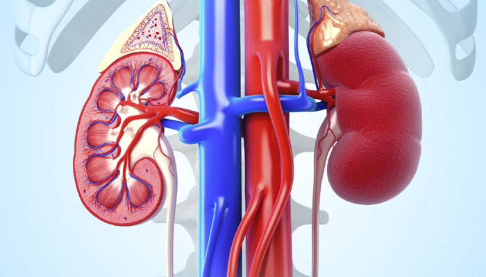 probiotic kidney supplements