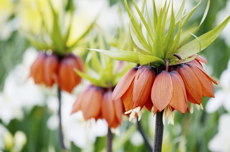 Crown imperial