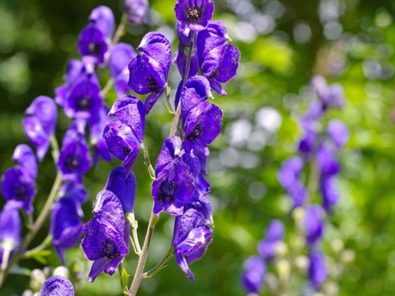 Aconitum