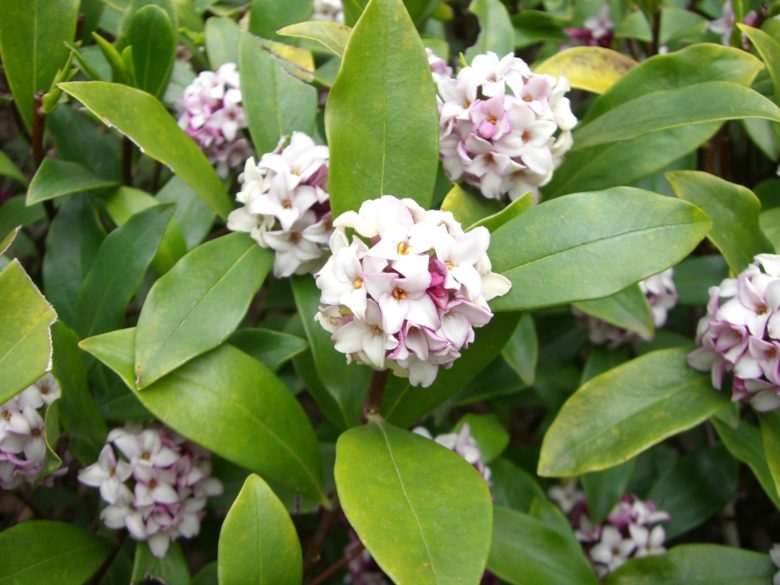 Daphne flower