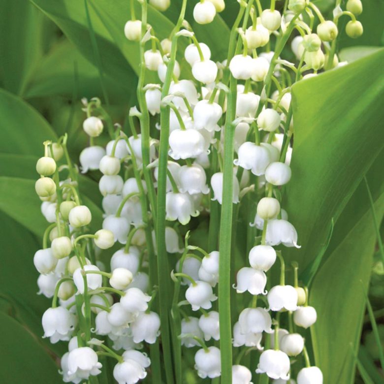 Lily of the Valley