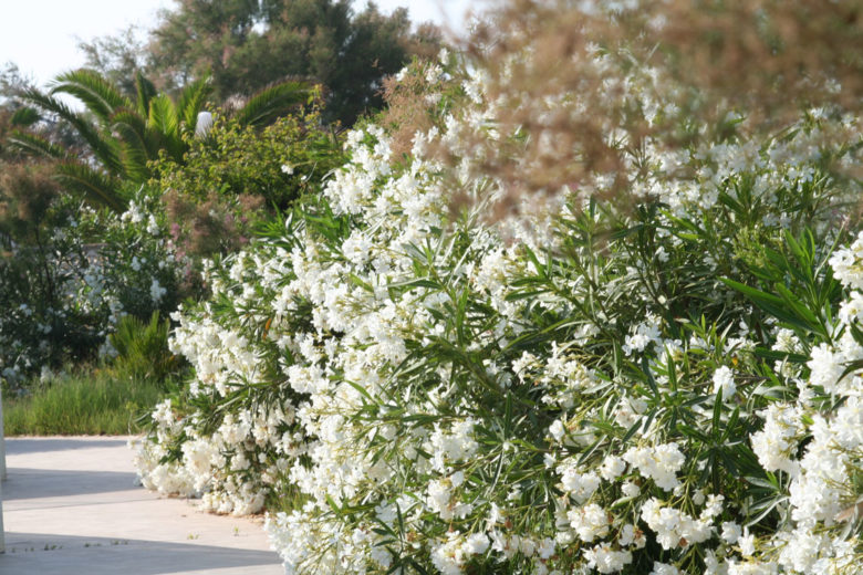 Nerium Oleander