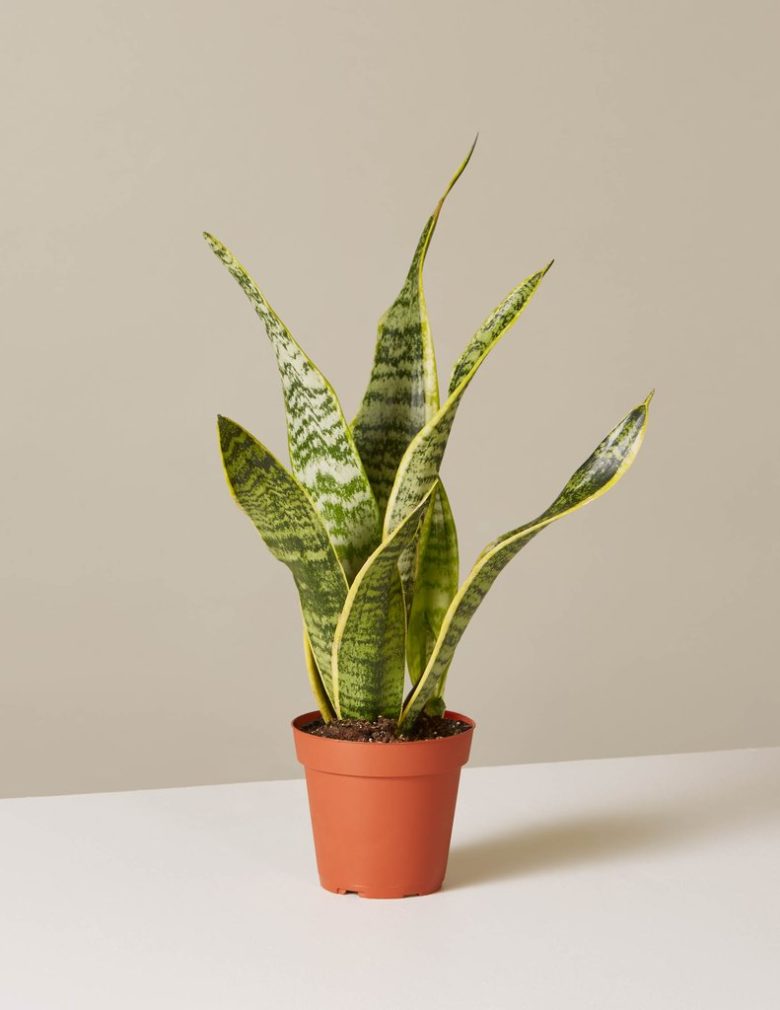 Snake plant